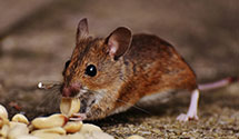 24 Hour & Emergency Exterminators in Hartstown, PA